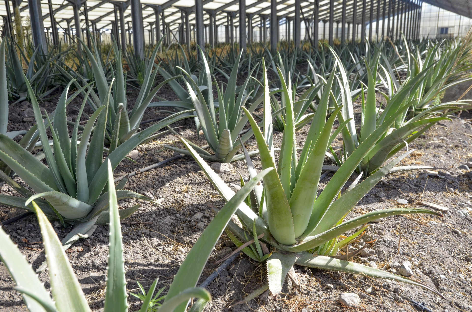 wo kauft man aloe vera pflanze Aloe Vera, XXL – toskanagartenshop