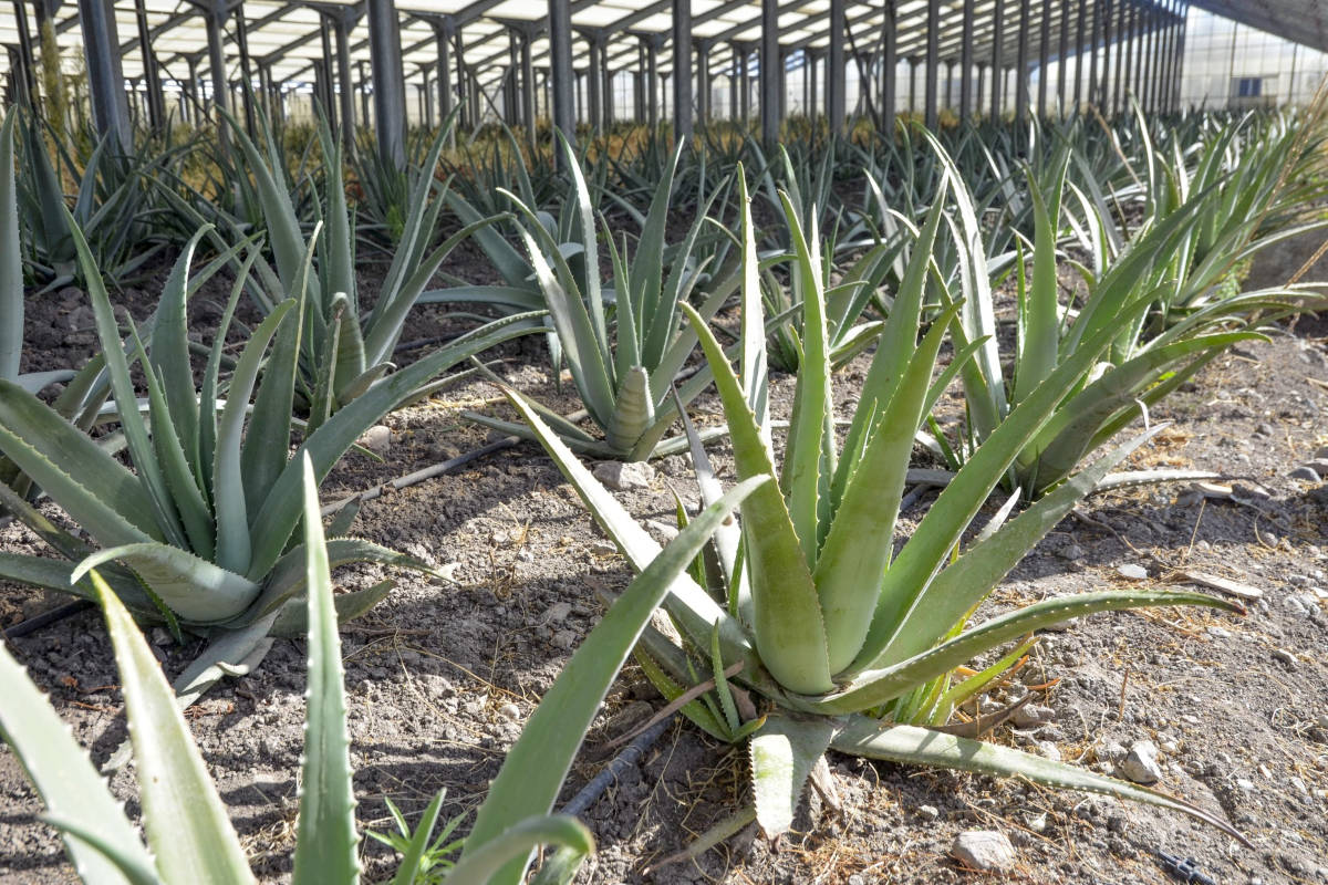 piante aloe