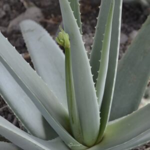 Pianta Madre di Aloe Vera (Certificazione Biologica CCPB) 2 N7D3169 1x1 PaoloMagnani 2024 W 800