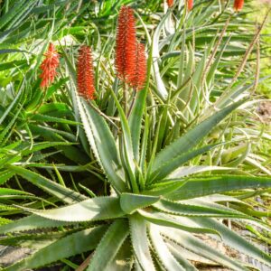 Pianta Madre di Aloe Arborescens (Certificazione Biologica CCPB) 1 N8D9311 R 1X1 EVB 2024 W 800