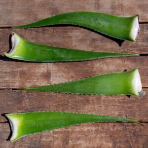 Foglia di Aloe Vera - Confezione da 10 8 S3R8921 sRGB 1x1 PaoloMagnani 2024 W 800