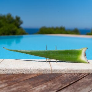 Foglia di Aloe Vera (Certificazione Biologica CCPB) 10 S3R8940 sRGB 1x1 PaoloMagnani 2024 W 800