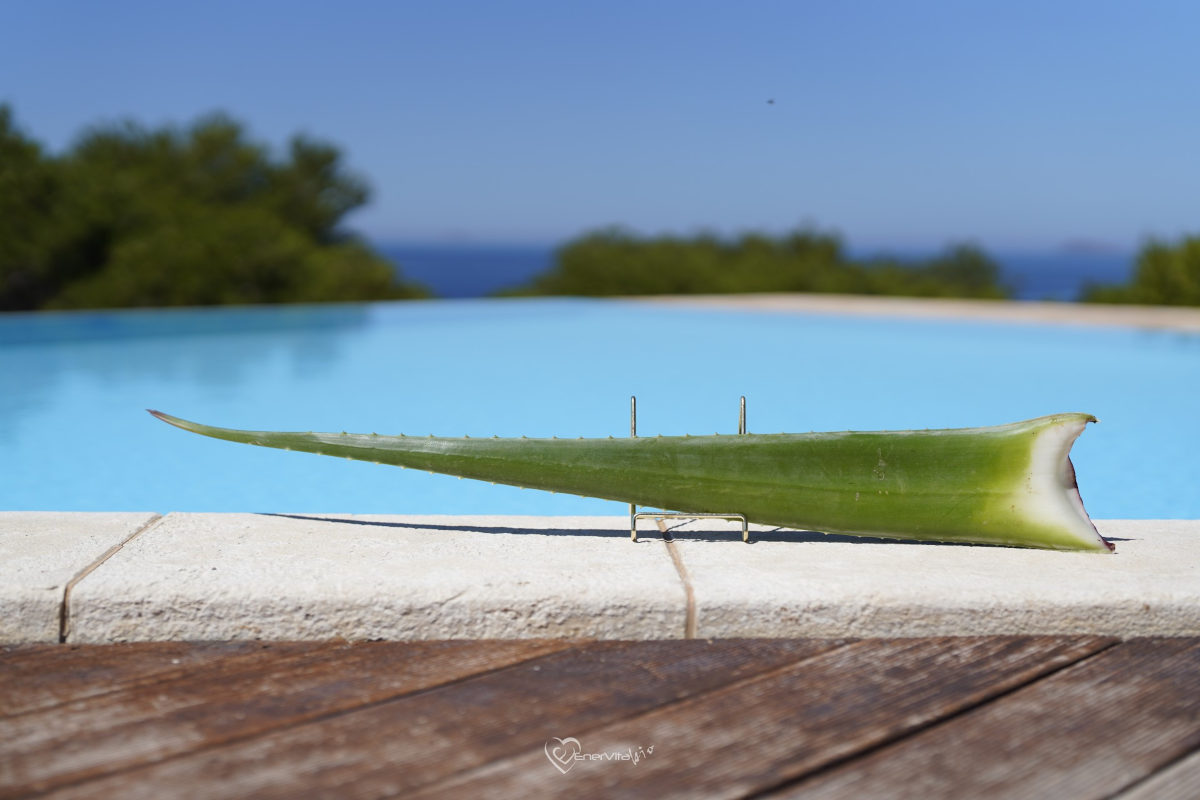 vendita online foglie aloe vera e arborescens